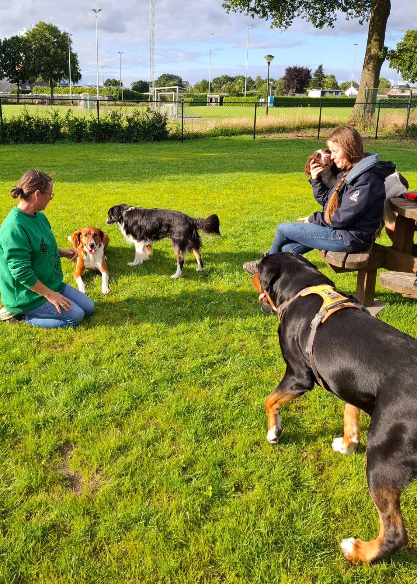 hondenspeelveld 3